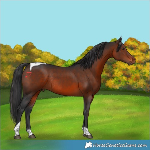 Horse Color:Brown Tobiano Rabicano 