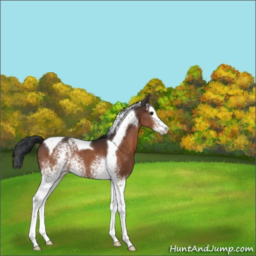 Horse Color:White Spotted Brown Splash Tobiano Rabicano 