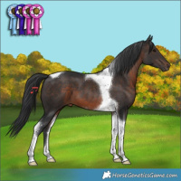 Horse Color:Brown Tobiano 