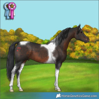 Horse Color:Brown Tobiano