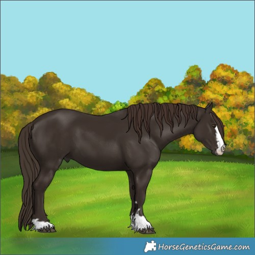 Horse Color:Liver Chestnut 