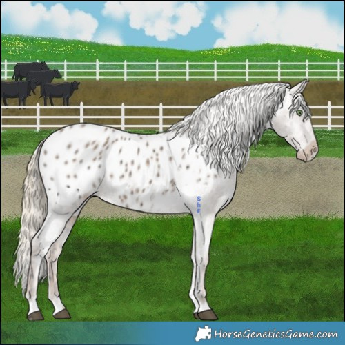 Horse Color:Chestnut Ice Mushroom Appaloosa Rabicano 