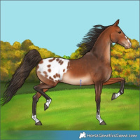 Horse Color:Bay Appaloosa 