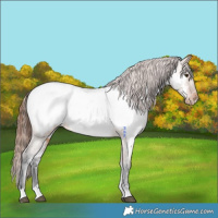Horse Color:Bay Dun Near Fewspot 
