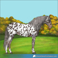 Horse Color:Liver Chestnut Tobiano Near Leopard 
