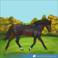 Horse Color:Bay 