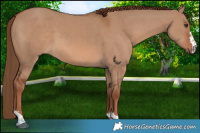 Horse Color:Red Dun 