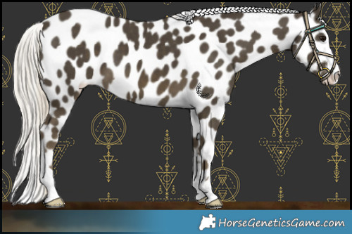 Horse Color:Silver Smoky Black Appaloosa 