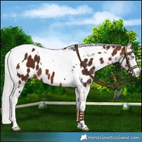 Horse Color:Silver Brown Splash Tobiano Near Leopard 