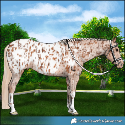 Horse Color:Silver Black Appaloosa and Chestnut Tobiano Appaloosa