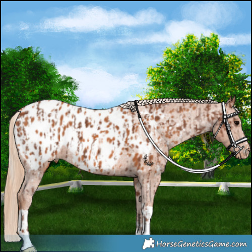 Horse Color:Silver Black Appaloosa  and Chestnut Tobiano Appaloosa 