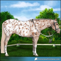 Horse Color:Silver Black Near Leopard  and Chestnut Tobiano Blanket 