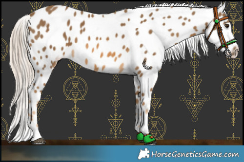 Horse Color:Chocolate Palomino Appaloosa 