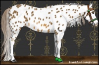 Horse Color:Chocolate Palomino Appaloosa 