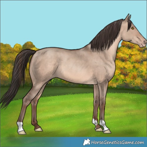 Horse Color:Sable Champagne Dun 