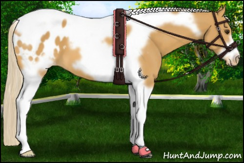 Horse Color:Palomino Tobiano Frame Appaloosa 