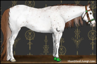 Horse Color:White Spotted Chestnut Blanket 