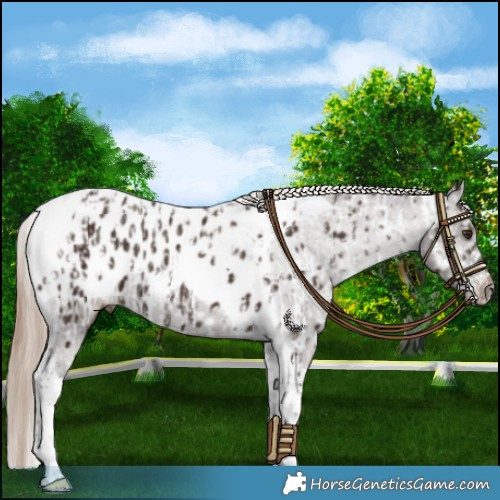 Horse Color:Liver Chestnut Tobiano Appaloosa  and Liver Chestnut Tobiano Appaloosa Rabicano 