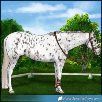 Horse Color:Liver Chestnut Tobiano Appaloosa and Liver Chestnut Tobiano Appaloosa Rabicano