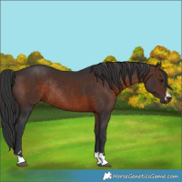 Horse Color:Brown Rabicano 