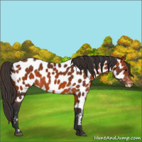 Horse Color:Bay Appaloosa 