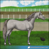 Horse Color:Grullo Varnish 