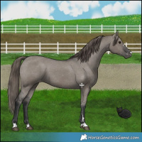 Horse Color:Grullo Appaloosa
