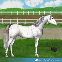 Horse Color:Bay Leopard