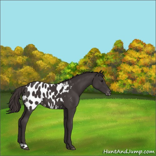 Horse Color:Smoky Black Appaloosa 