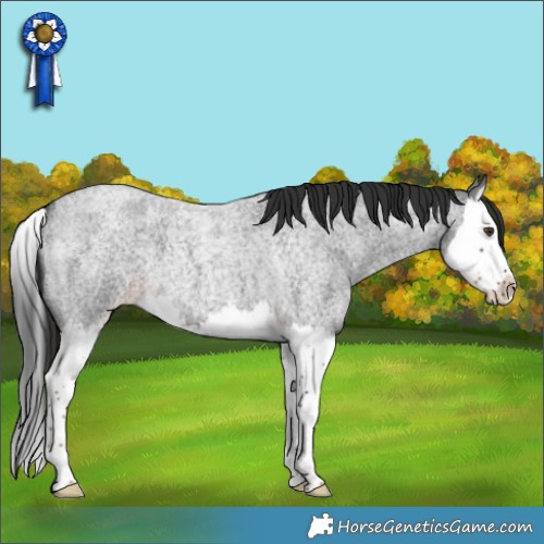 Horse Color:Liver Red Roan Splash 