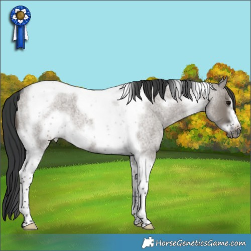 Horse Color:Grullo Roan Tobiano Frame 
