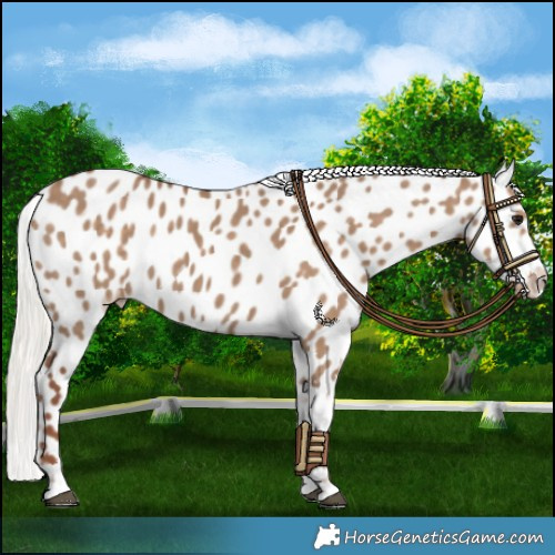 Horse Color:Silver Grullo Appaloosa 