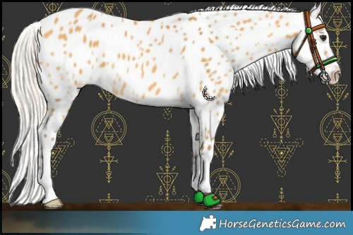 Horse Color:Silver Buckskin Appaloosa 