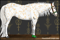Horse Color:Silver Buckskin Appaloosa 