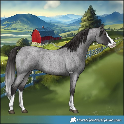 Horse Color:Smoky Blue Roan Splash 