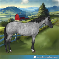 Horse Color:Blue Roan 
