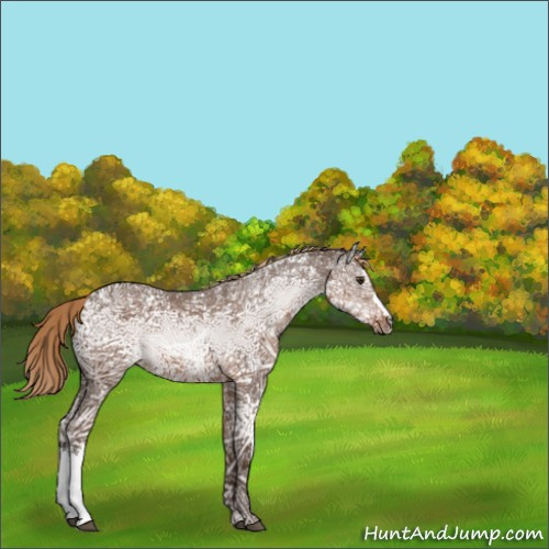 Horse Color:Liver Chestnut Ice