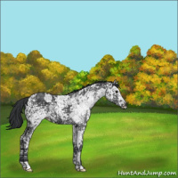 Horse Color:Black Ice 