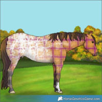 Horse Color:Plaid  Buckskin Ice 