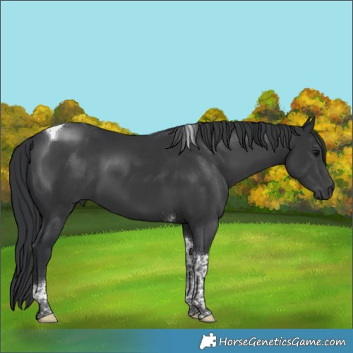 Horse Color:Platinum Black Tobiano 