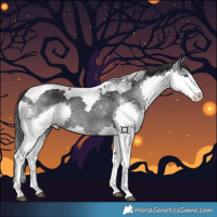 Horse Color:Black Splash Tobiano