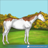 Horse Color:Painted Chestnut Splash