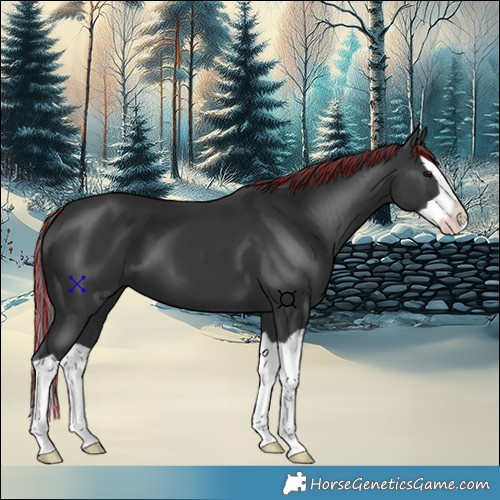 Horse Color:Painted Black Splash 