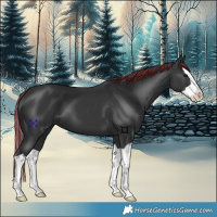 Horse Color:Painted Black Splash 