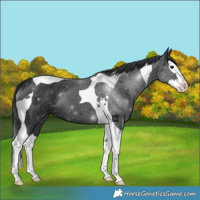 Horse Color:Black Splash Tobiano 