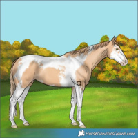 Horse Color:Gold Champagne Splash Tobiano