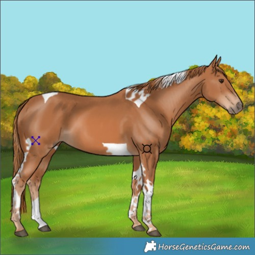 Horse Color:Chestnut Tobiano 