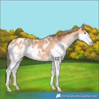 Horse Color:Chestnut Splash Blanket 