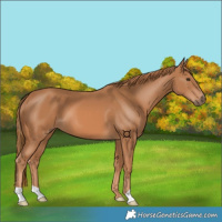 Horse Color:Chestnut 
