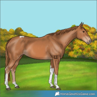 Horse Color:Chestnut Tobiano